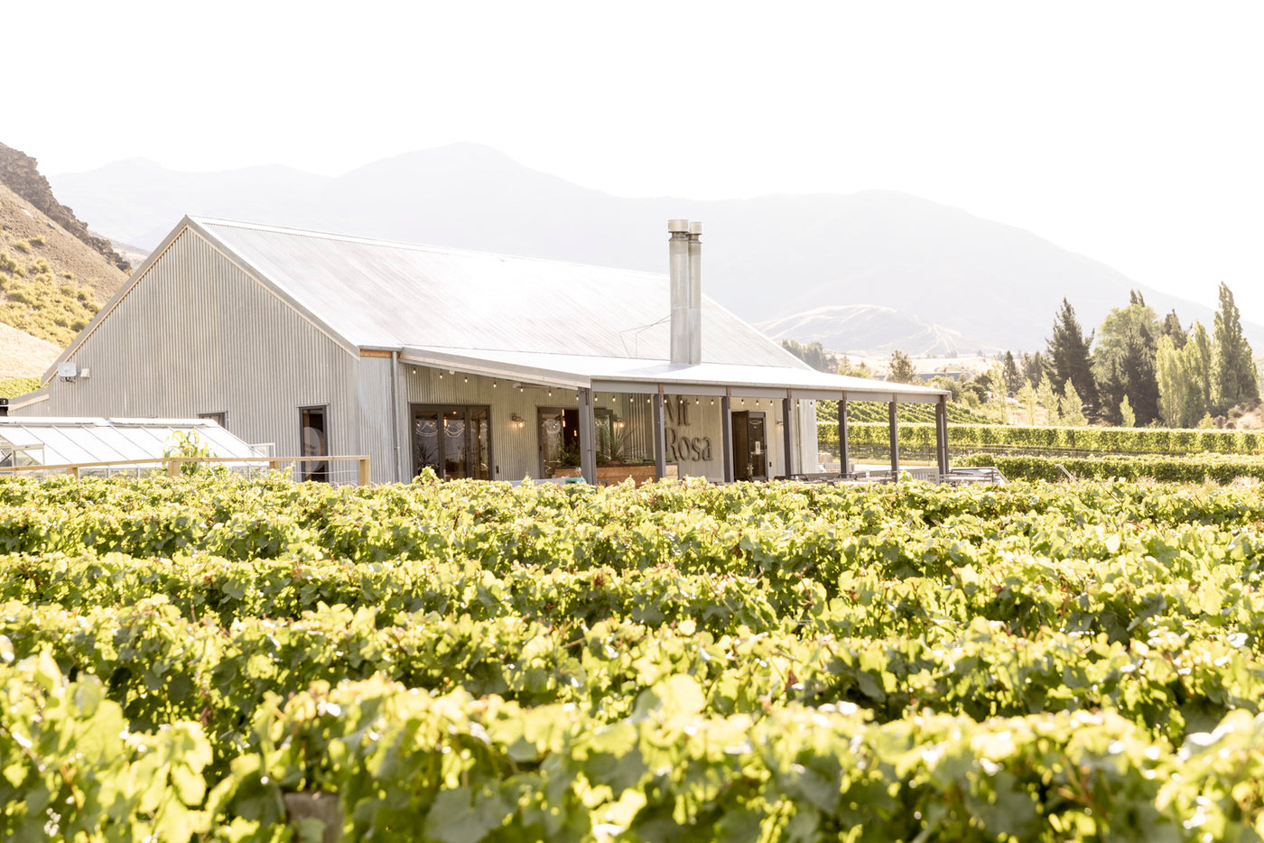 A close up view of Mt Rosa from the surrounding vines