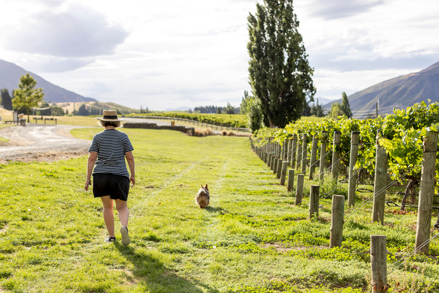 Ann & Baz walking through the Mt Rosa vines that surround the cellar door